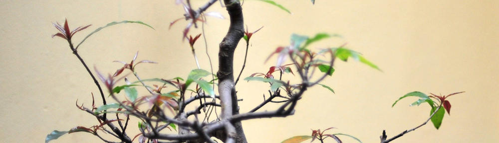 The Waldorf Homeschool U